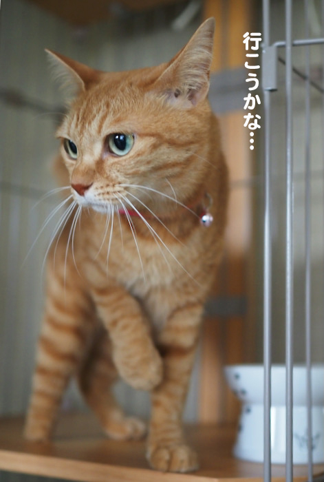 16日夕ブログ４