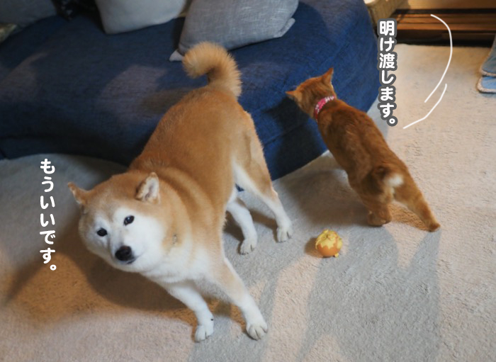 14日夕ブログ9