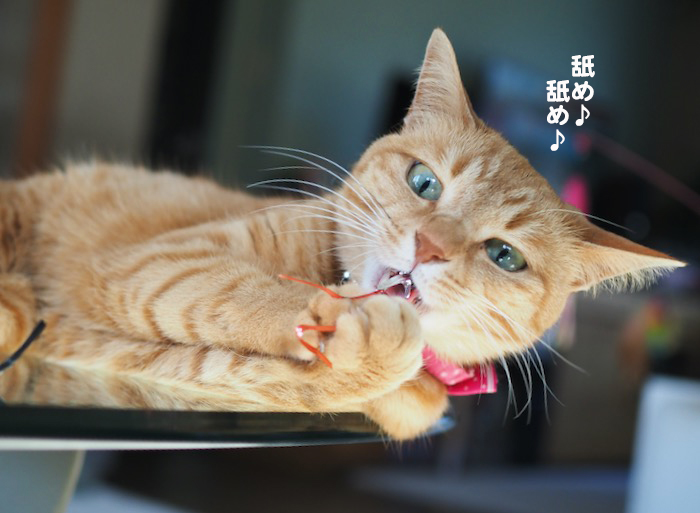 4日夕ブログ４