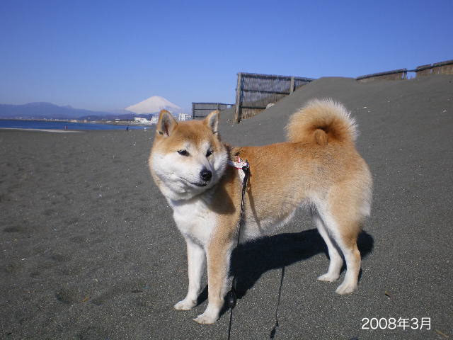 愛犬に 老い を感じる時 湘南凸凹柴wan日記 Powered By ライブドアブログ