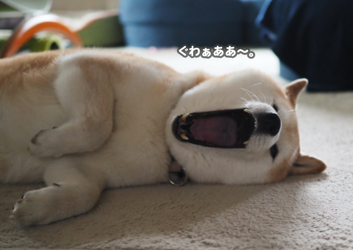 26日夕ブログ５