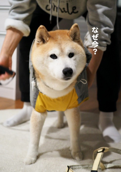 30日ブログ４