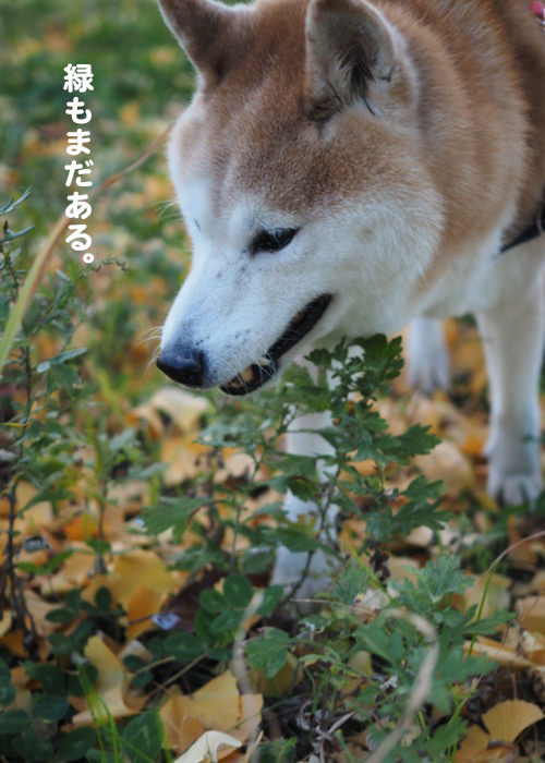 15日夕ブログ４
