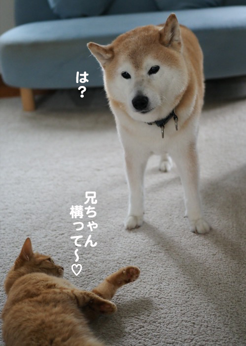 11日夕ブログ１４