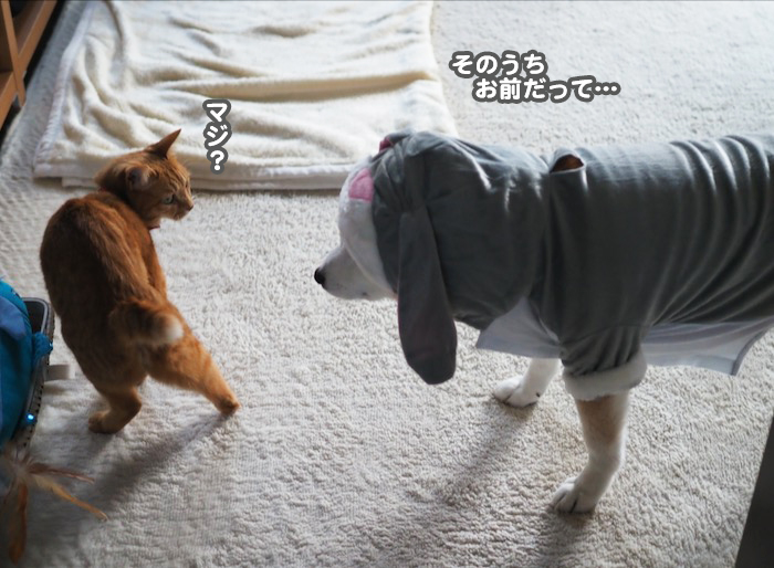 16日夕ブログ１４