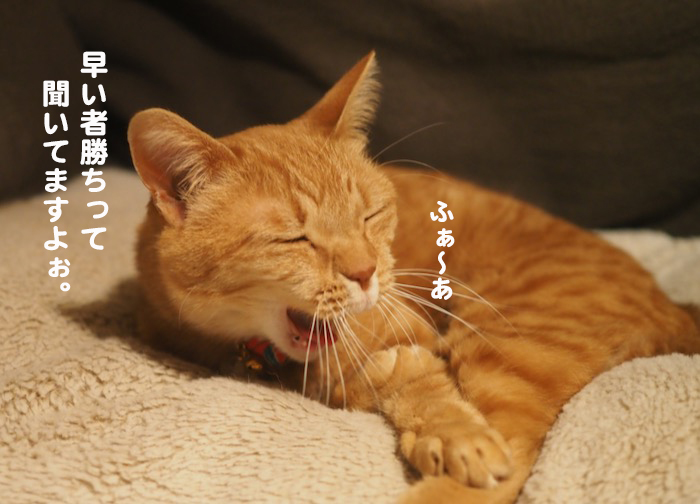 14日夕ブログ７