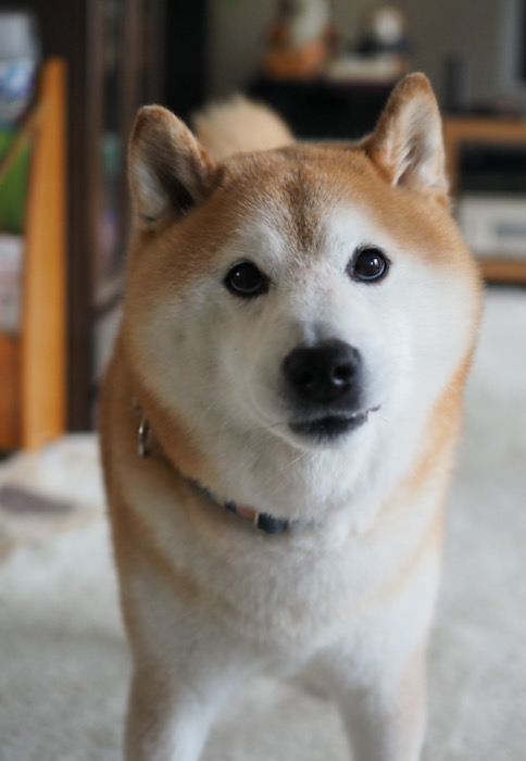 17日夕ブログ１３