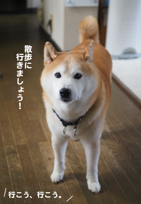 8日夕ブログ３