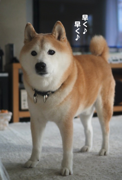 28日夕ブログ４