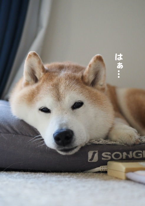 ２４日夕ブログ２