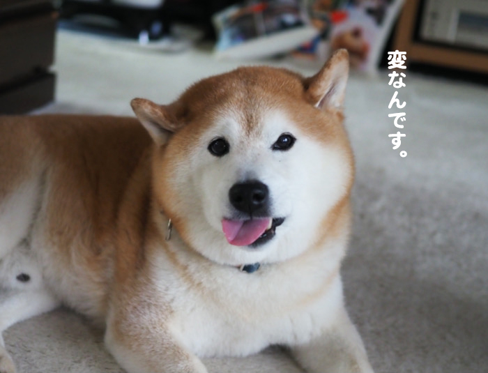 27日夕ブログ７