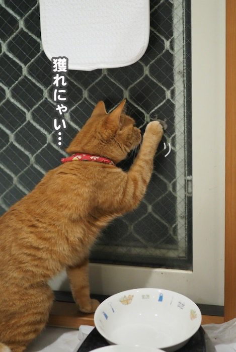 4日夕ブログ６