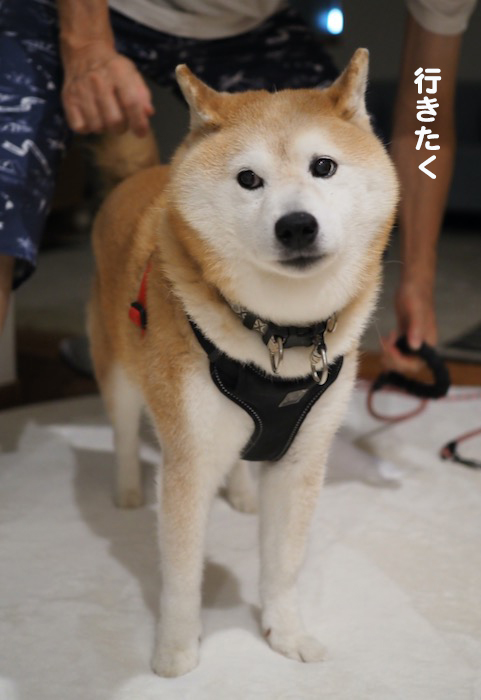 27日夕ブログ３