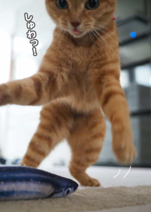 ５日夕ブログ６
