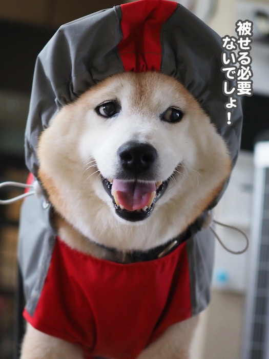 16日夕ブログ５