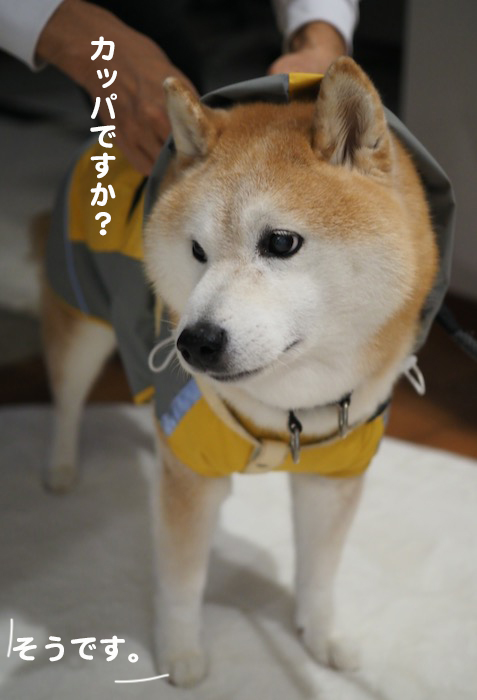 8日夕ブログ３