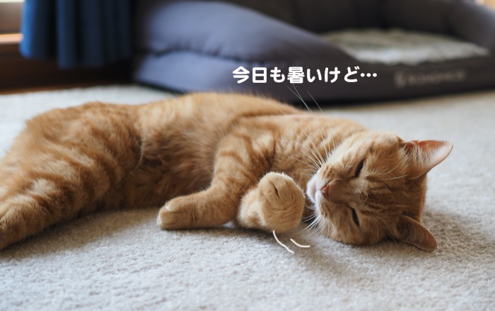 15日夕ブログ２