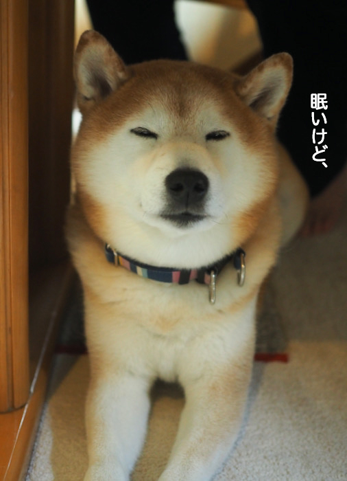 29日夜ブログ５