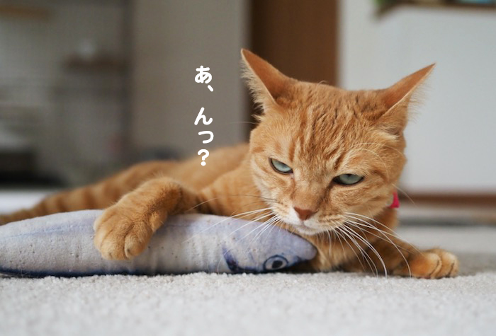 12日夕ブログ６