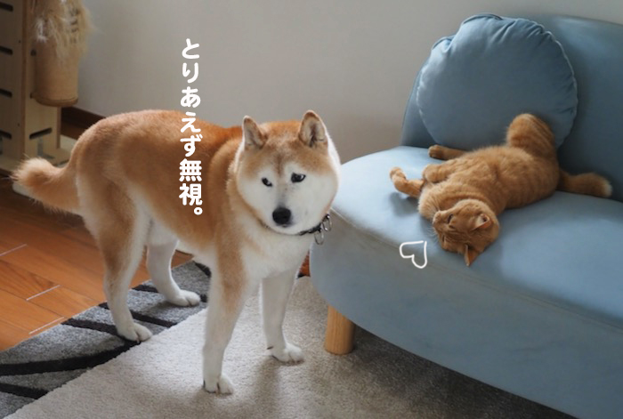 13日夕ブログ６
