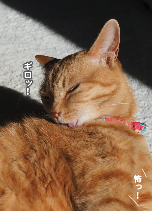 7日夜ブログ8