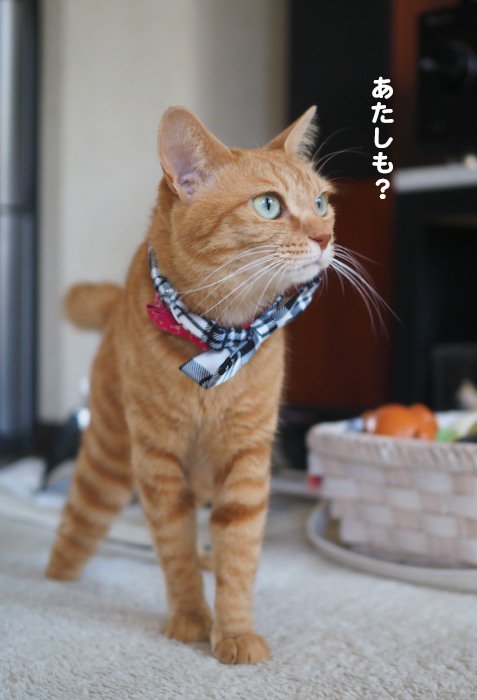 10日夕ブログ２