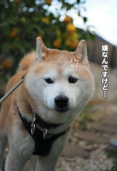 20日夕ブログ４