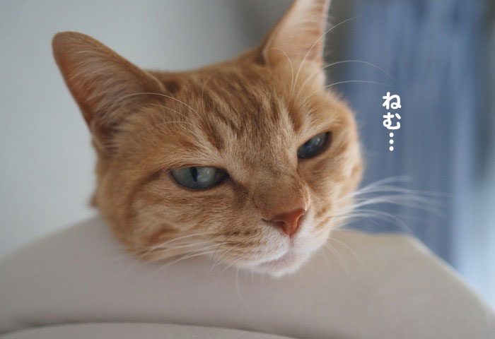 8日夕ブログ７