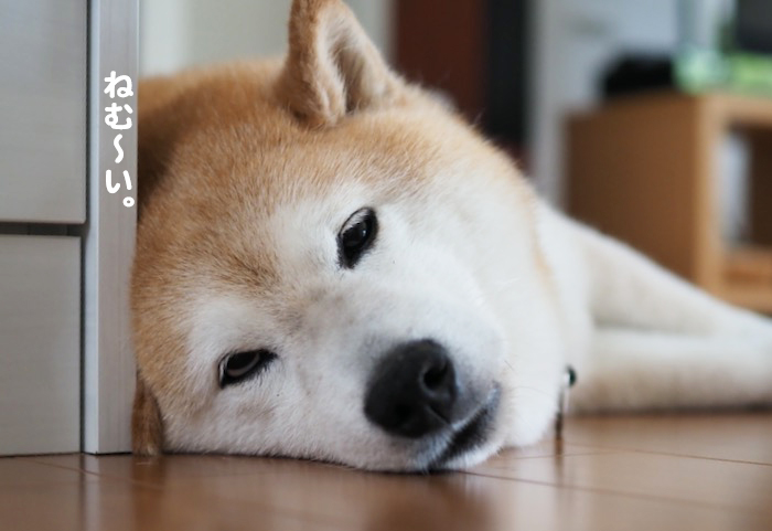 4日夕ブログ４