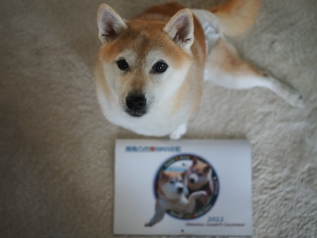 1あんチャリカレ