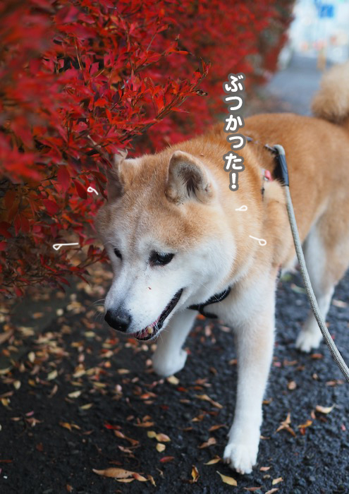 27日夕ブログ３