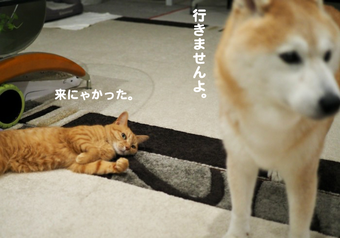 12日夕ブログ５