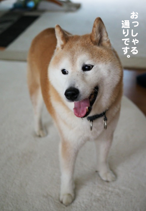 12日夕ブログ6