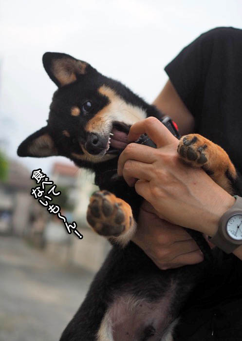 30日ブログ３