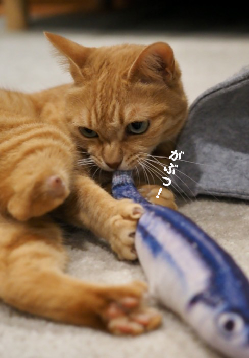 13日夕ブログ７