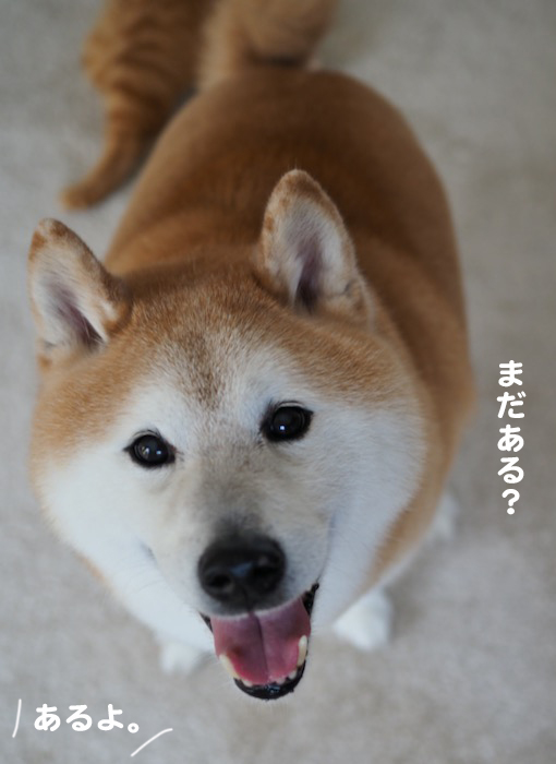 12日夕ブログ8