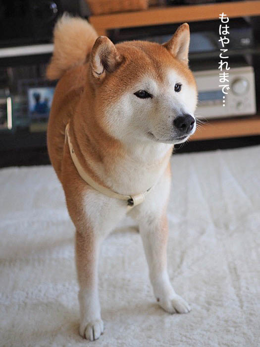 13日ブログ8