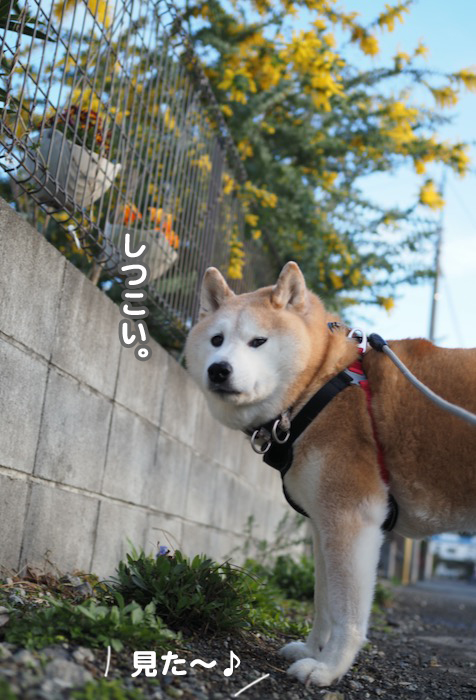 21日夕ブログ6