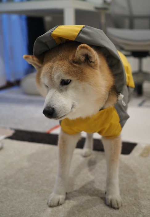 6日夕用４