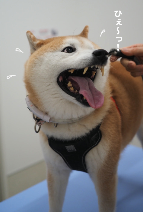 6日夕ブログ６