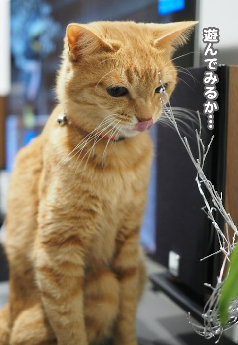 9日夕ブログ４