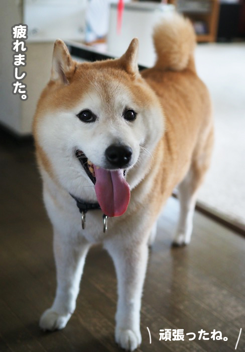 29日ブログ１１