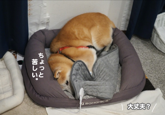 12日夕ブログ４