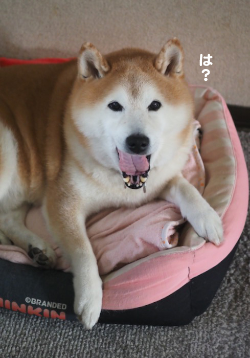 13日ブログ２