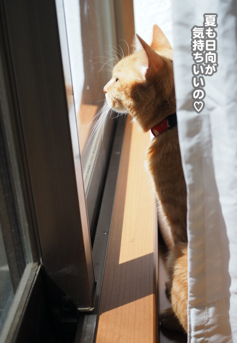 17日夕ブログ４