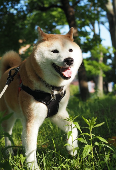 4日夕ブログ１０
