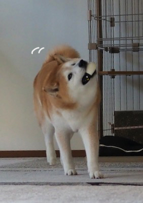 18日夕ブログ５