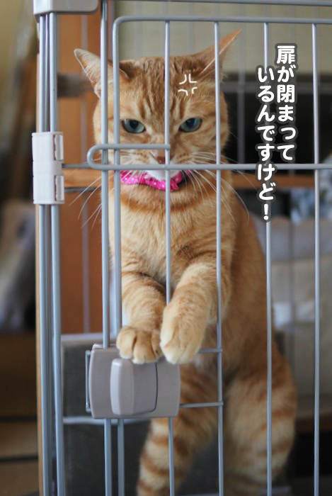27日夕ブログ３