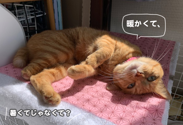 20日夕ブログ５