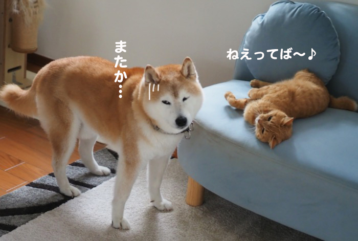 13日夕ブログ５